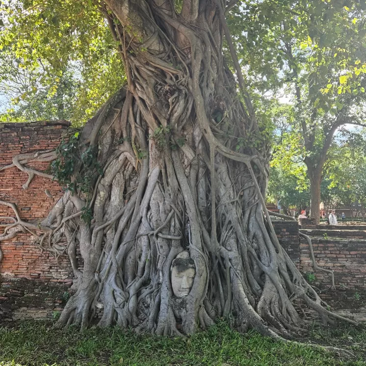 Eingewachsener Buddha-Kopf in den Wurzeln eines alten Baumes im historischen Park von Ayutthaya, Thailand